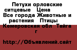 Петухи орловские ситцевые › Цена ­ 1 000 - Все города Животные и растения » Птицы   . Кемеровская обл.,Тайга г.